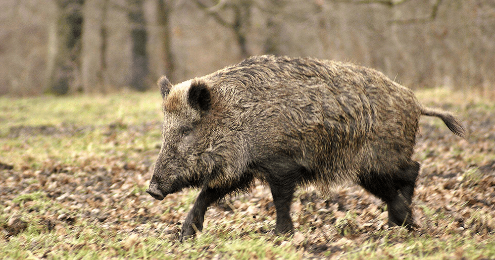 valle di fiordimonte caccia al cinghiale